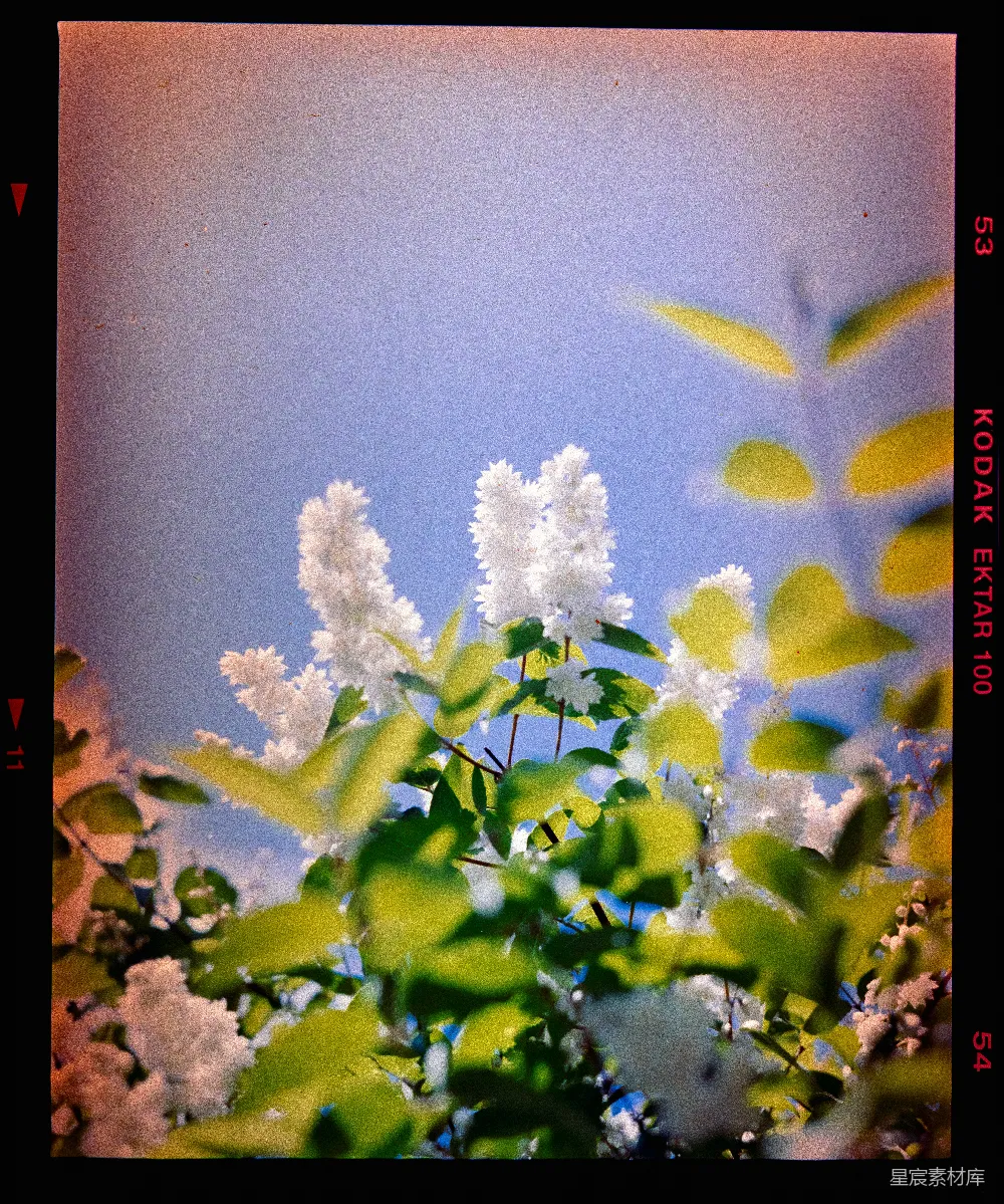 高清摄影 花朵 自然 摄影 风景 户外 蓝天下的白色花簇
