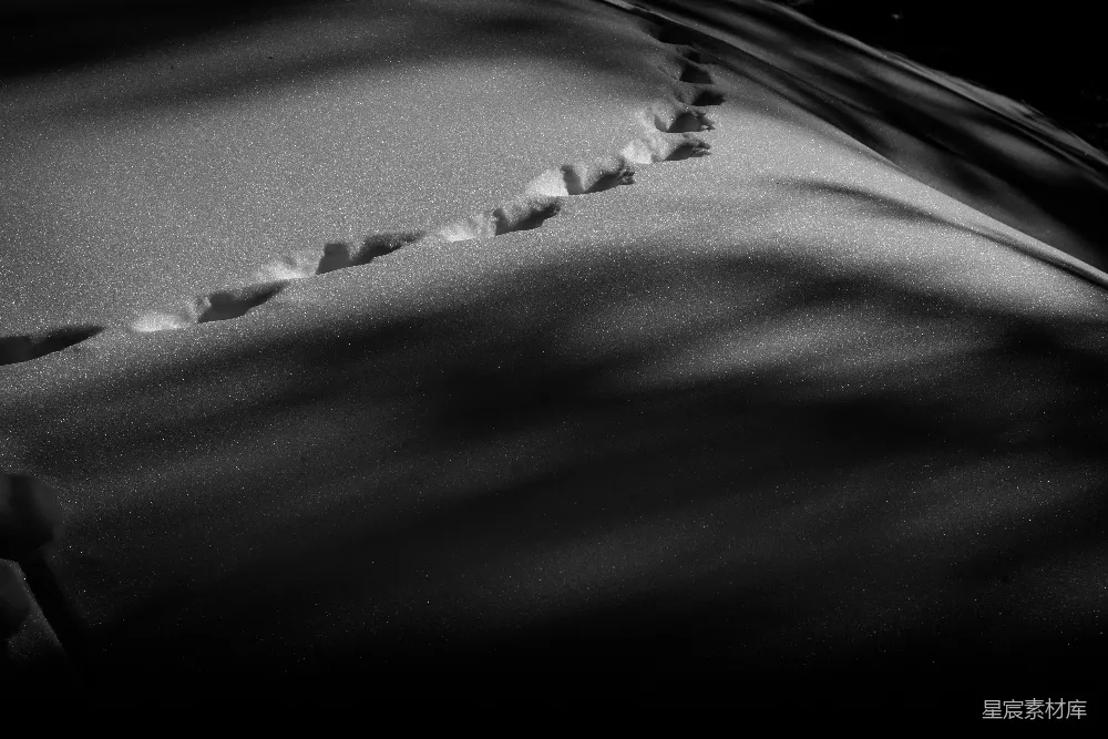 高清摄影 雪地 足迹 黑白 自然 户外 雪地足迹