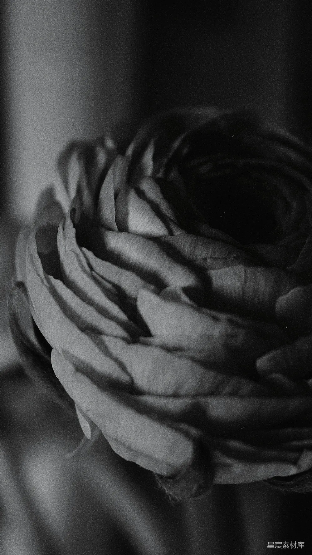 高清摄影 黑白色调 花卉 特写 自然 抽象 黑白色调的花蕾特写