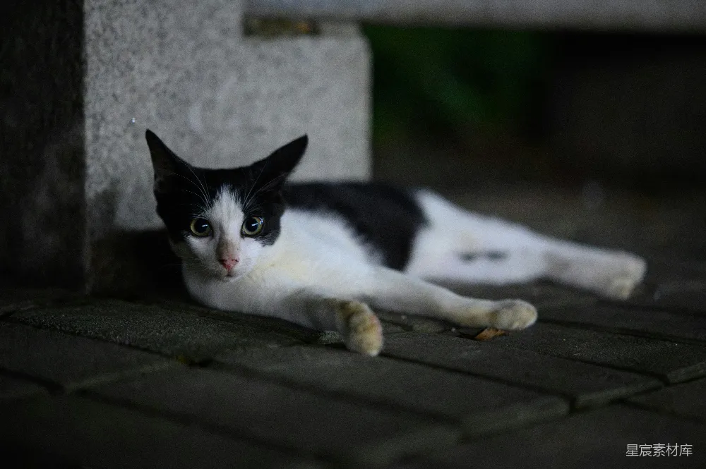 高清摄影 猫咪 夜晚 黑白色 休息 静谧 黑白色猫在夜晚的石头上休息
