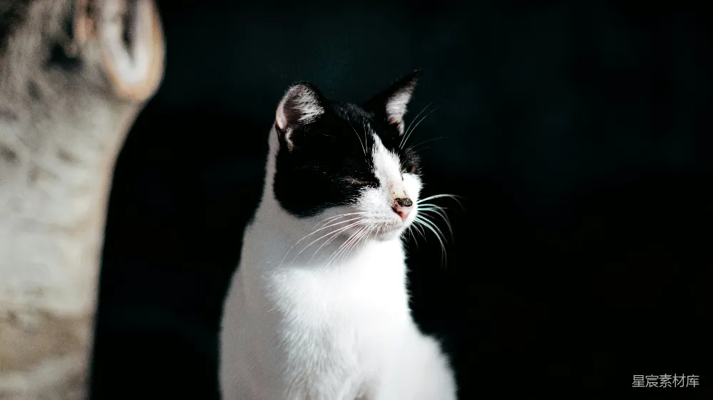 高清摄影 猫咪 黑白 优雅 宠物 动物 黑白色调的优雅猫咪