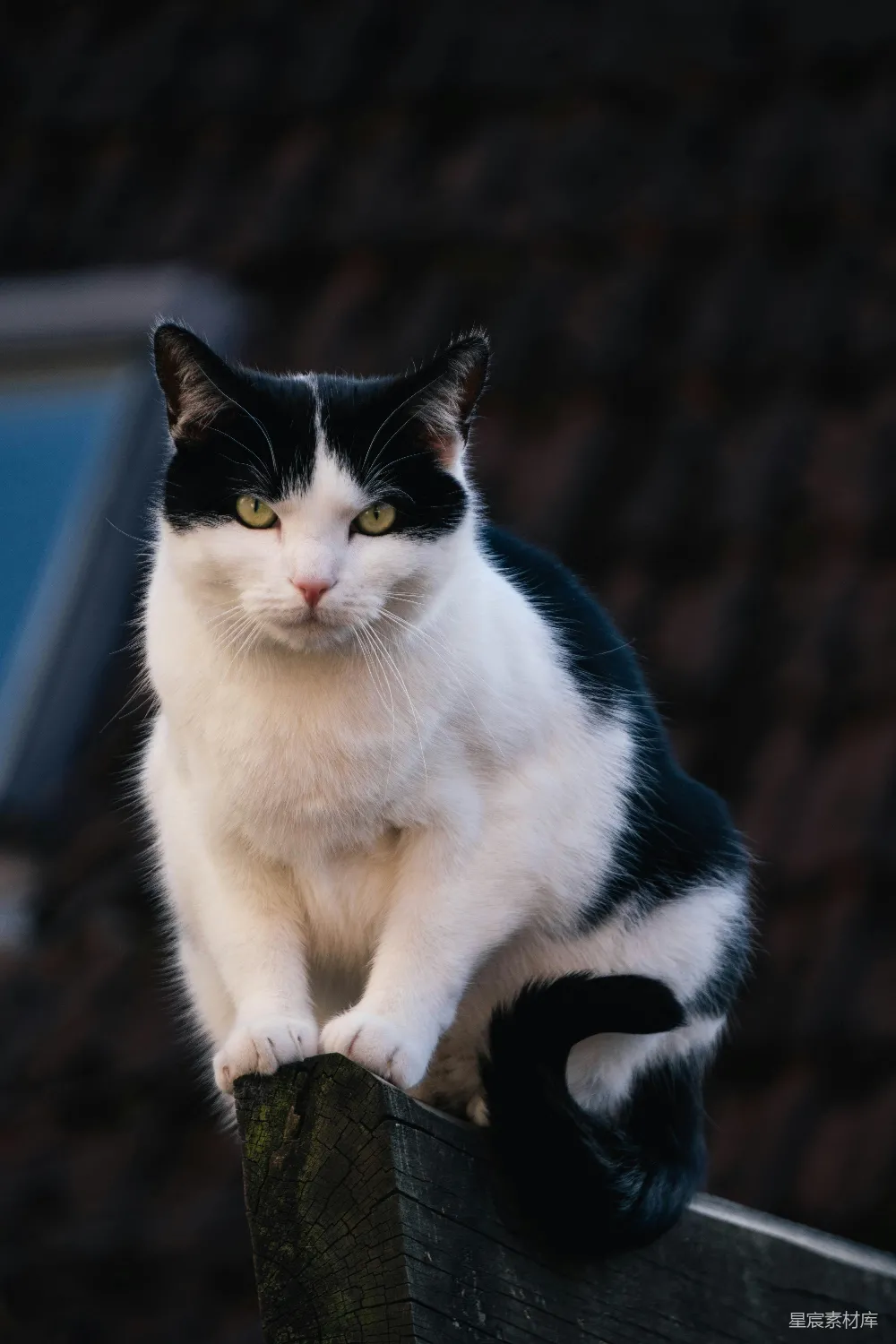 高清摄影 猫咪 黑白相间 户外 静物 自然 黑白相间的猫咪坐在木杆上