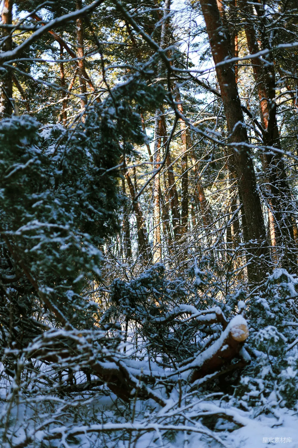 这张图片展示了一片被雪覆盖的松树林，树枝和树叶上积满了厚厚的雪，阳光透过树梢洒下斑驳的光影，营造出一种宁静而美丽的冬日氛围。适合用于自然风光、冬季主题或户外探险等场景。