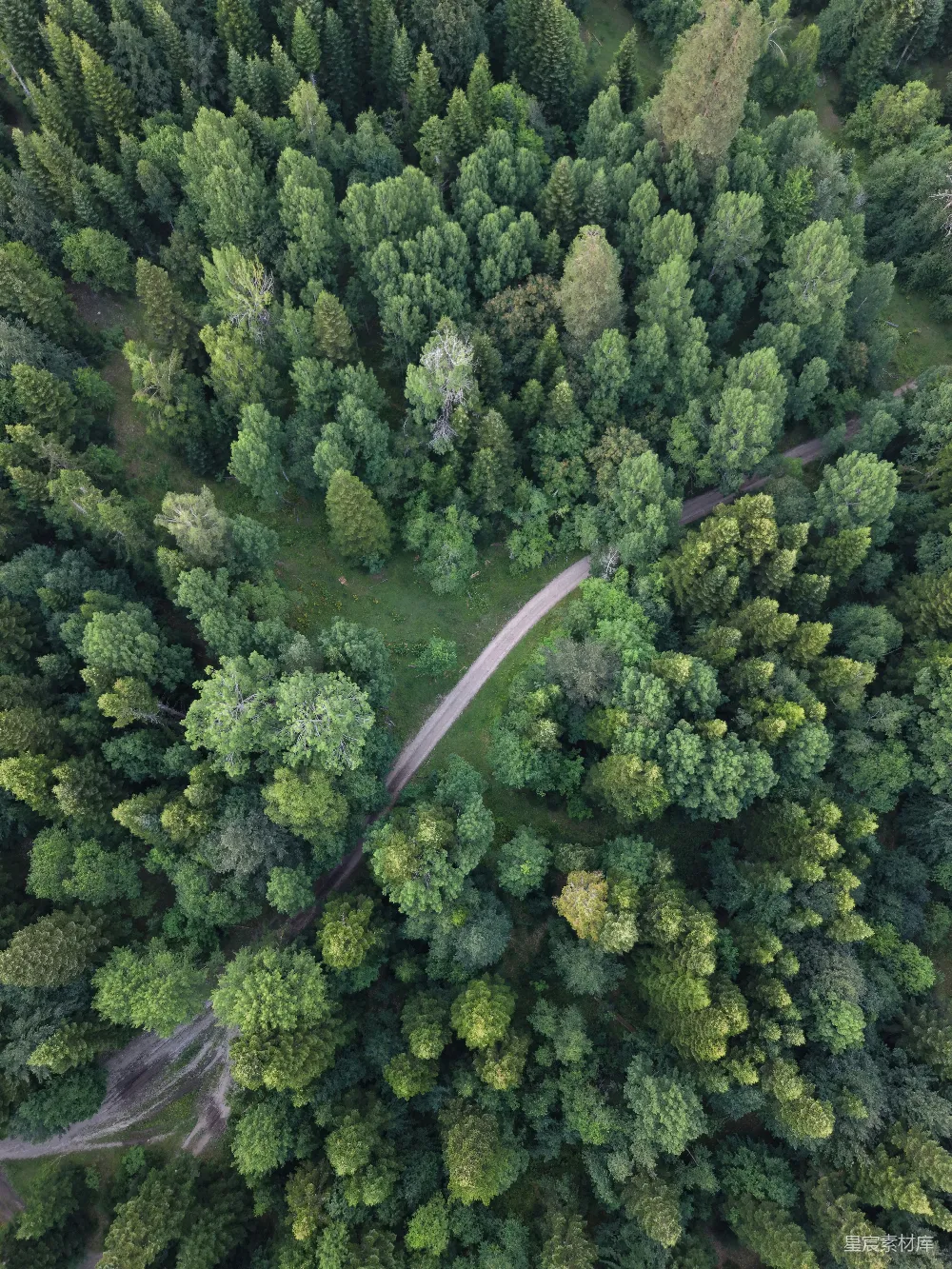 高清摄影 森林 航拍 自然 道路 宁静 森林中的小路