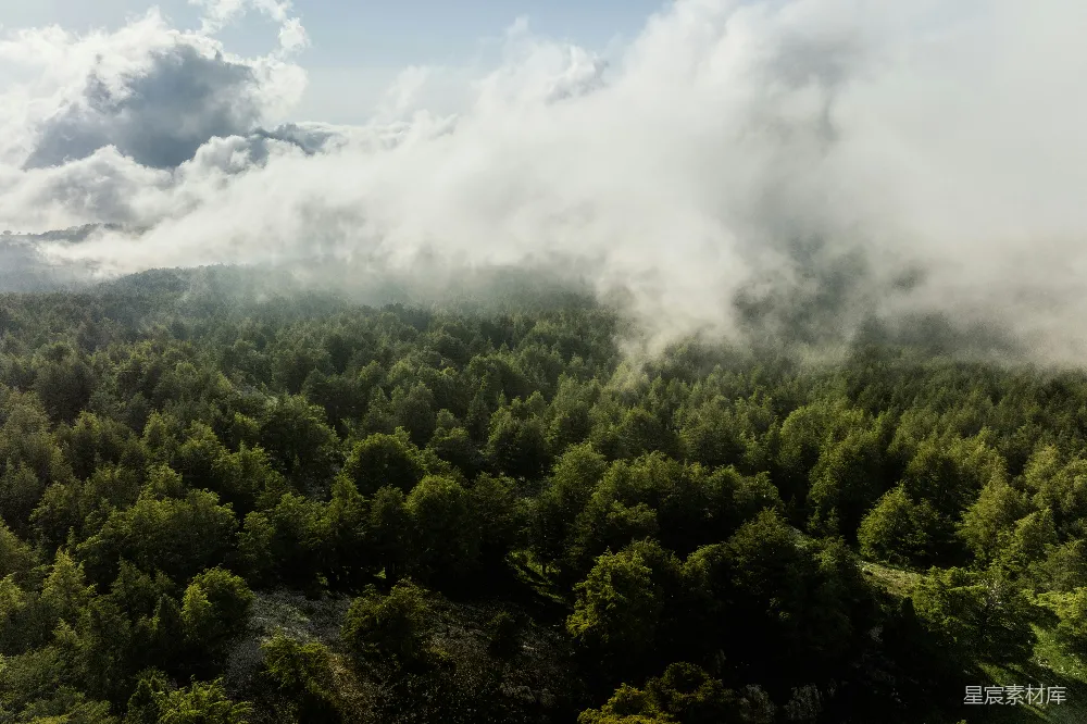 高清摄影 森林 雾气 自然 风景 宁静 雾中的森林