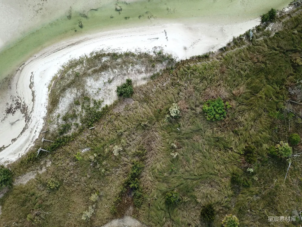 高清摄影 沙滩 植被 俯瞰 自然 海岸线 沙滩与植被的俯瞰