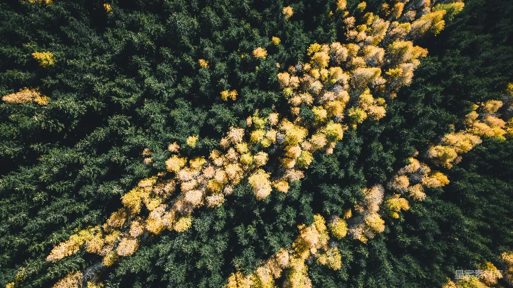 高清摄影 森林 秋天 航拍 自然 风景 秋日森林航拍