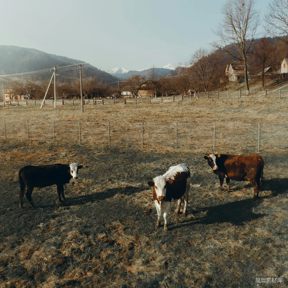 高清摄影 乡村 牛群 自然 宁静 田园 山间牧场的牛群