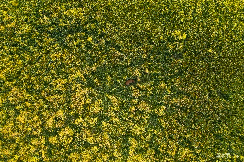 高清摄影 空中摄影 自然景观 宁静 草地 无人机 空中俯瞰宁静的草地