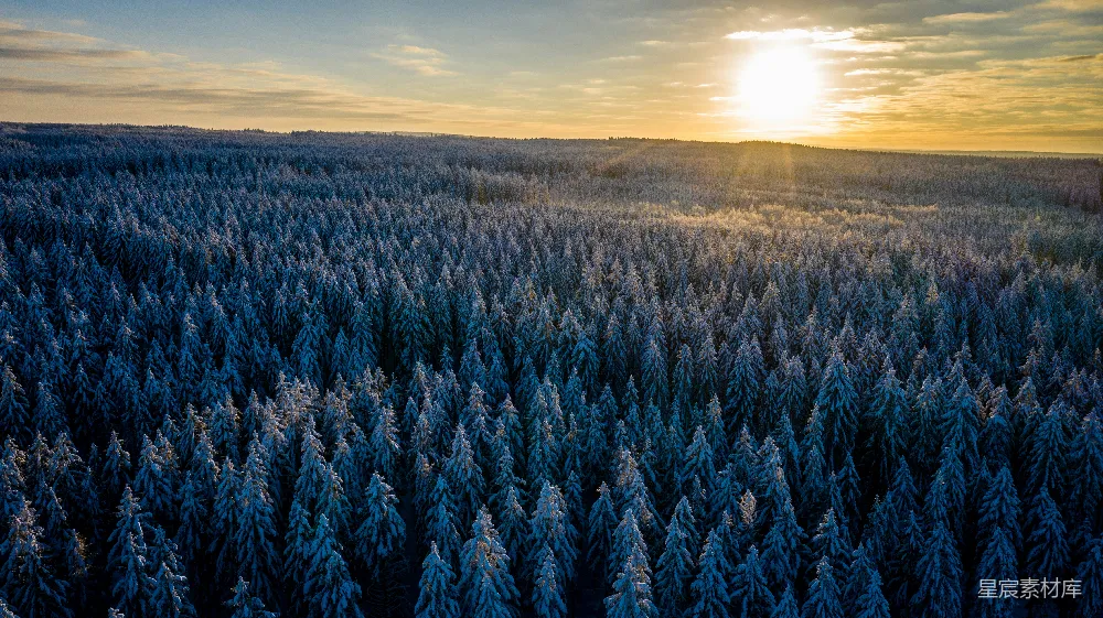 高清摄影 森林 日出 雪景 自然风光 冬季 冬日森林日出