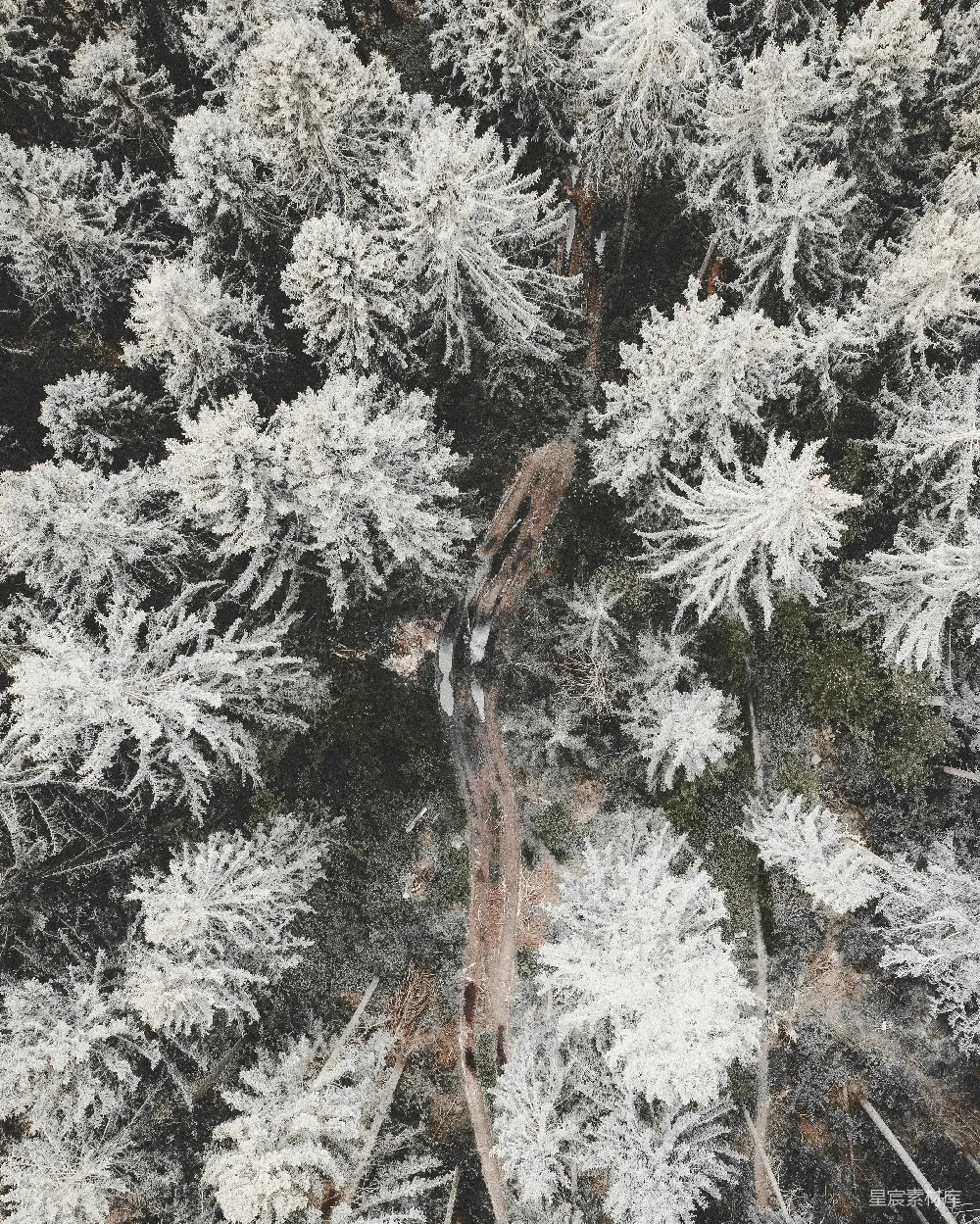高清摄影 雪景 松树 自然风光 冬季 宁静 冬日雪景中的松树林