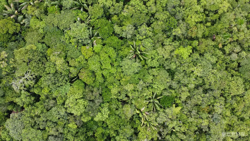 高清摄影 热带雨林 自然景观 航拍 生态 绿色 热带雨林俯瞰图