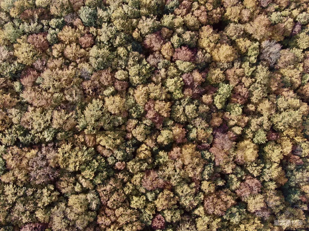 高清摄影 秋季 森林 航拍 自然 风景 秋季森林航拍