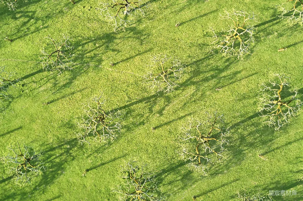 高清摄影 自然 风景 树影 草地 航拍 空中俯瞰的树影与草地