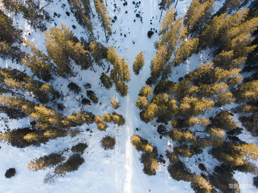 高清摄影 雪地 航拍 松林 自然景观 冬季 雪地中的松林航拍