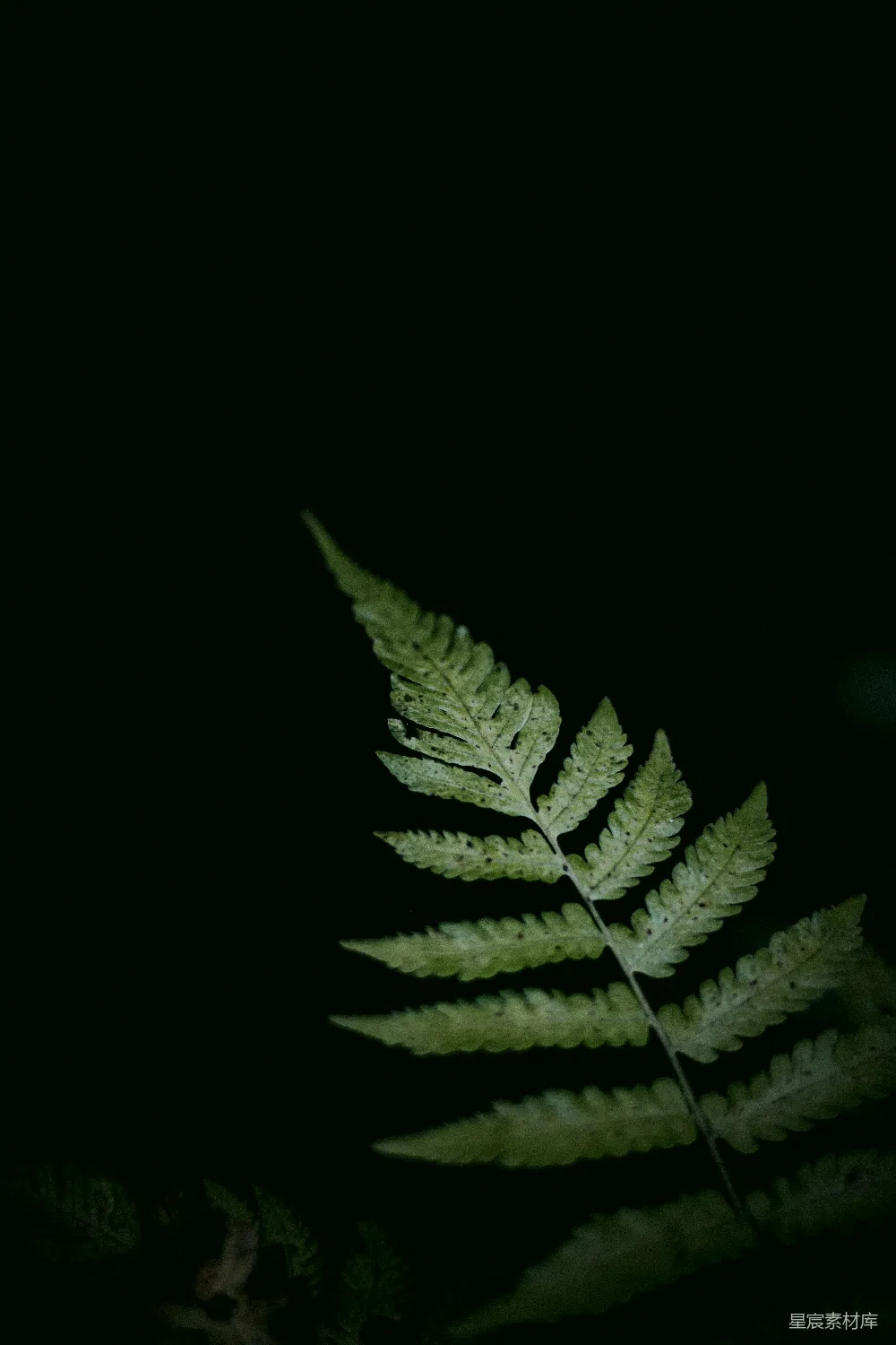 高清摄影 蕨叶 自然 黑暗 静谧 植物 幽暗中的蕨叶