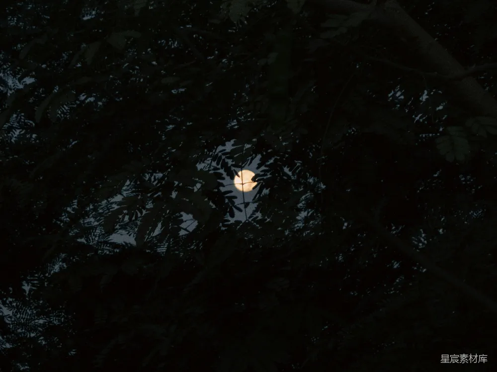 高清摄影 自然 宁静 夜晚 月光 树叶 月夜林间