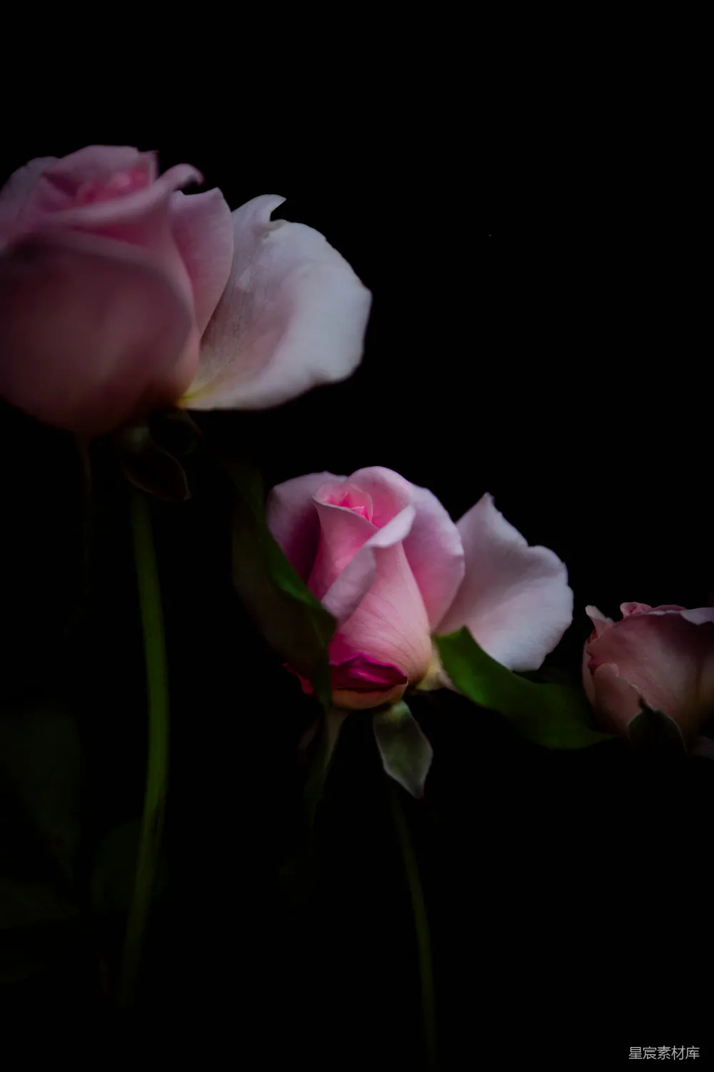 高清摄影 玫瑰 暗夜 静谧 自然 花卉 暗夜中的玫瑰