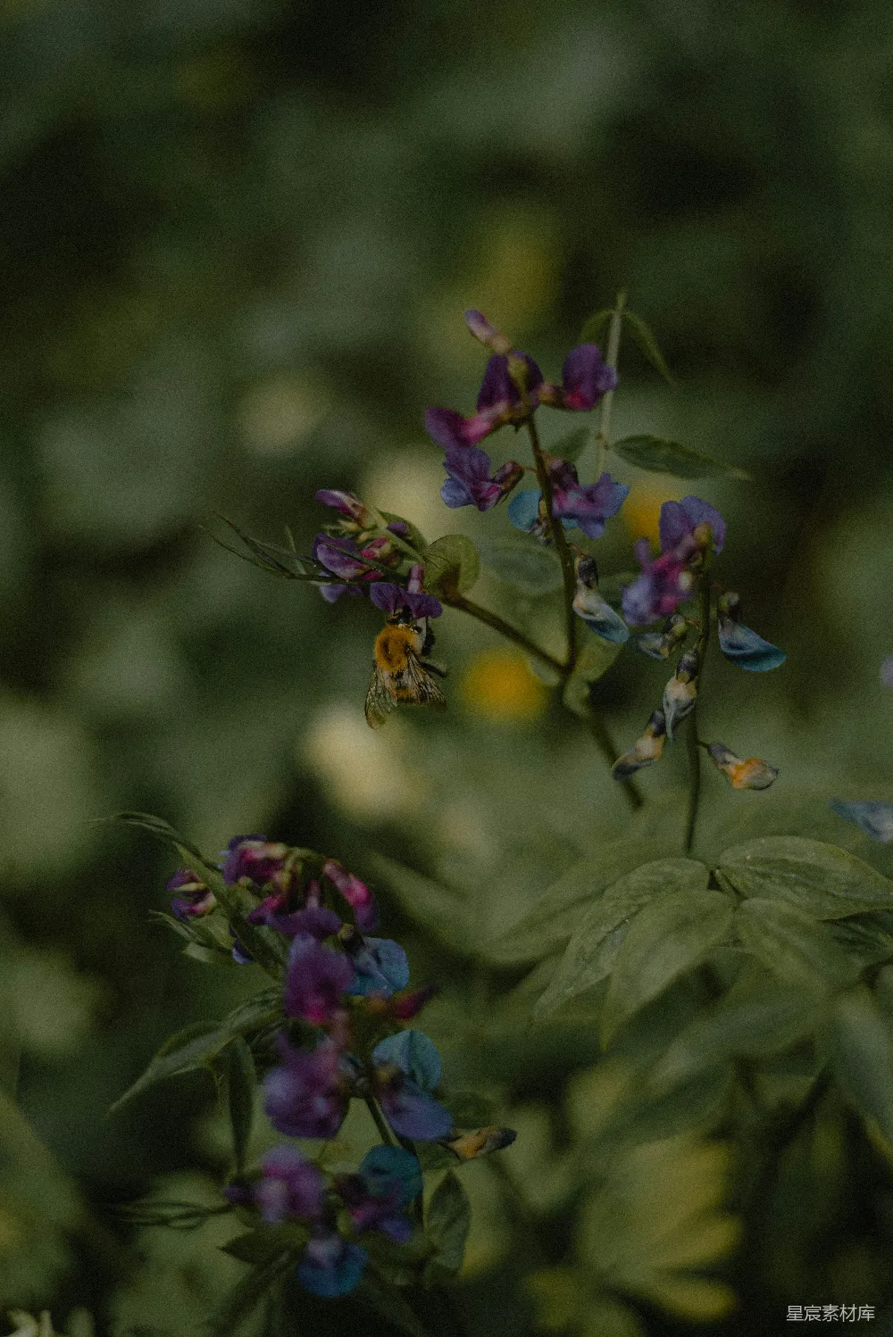 高清摄影 自然 昆虫 摄影 花卉 生态 蜜蜂与紫色花朵