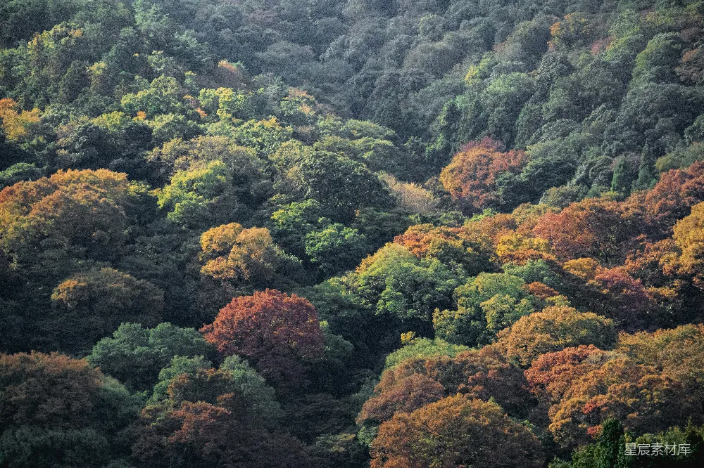 高清摄影 自然风光 秋季 森林 自然美景 宁静 秋日山林