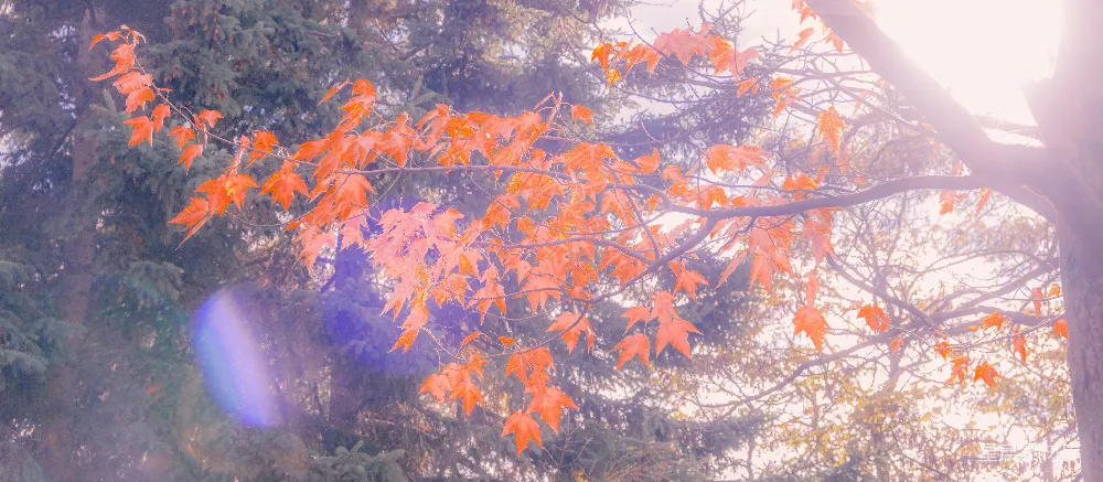 高清摄影 秋景 自然风光 光影效果 秋季 户外 秋日阳光下的枫叶