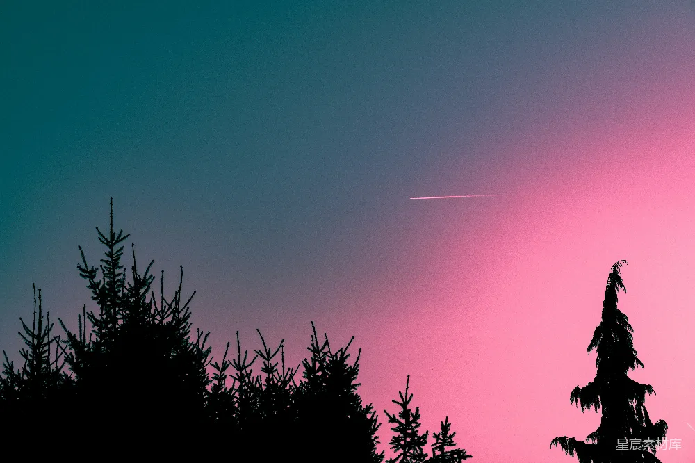高清摄影 夜空 松树 粉蓝渐变 剪影 自然 粉蓝交界夜空下的松林剪影