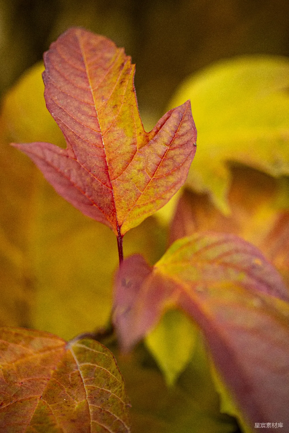 高清摄影 秋叶 自然 特写 秋季 植物 秋色中的枫叶特写