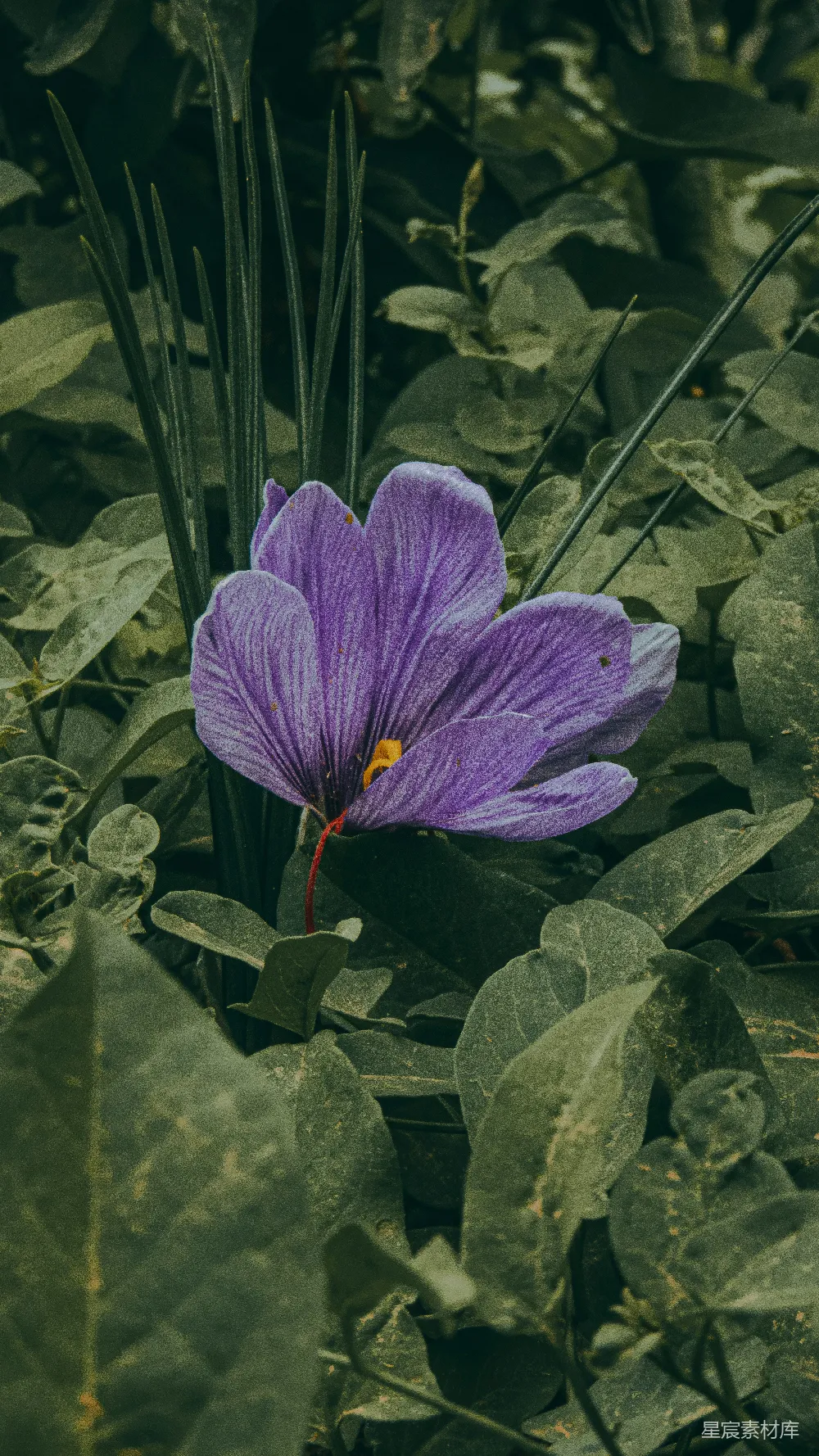高清摄影 自然 紫色 花卉 静谧 植物 紫色花朵与绿叶的和谐