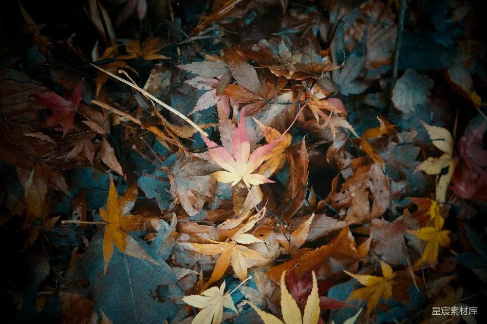 高清摄影 秋天 自然 落叶 色彩 静谧 秋日落叶