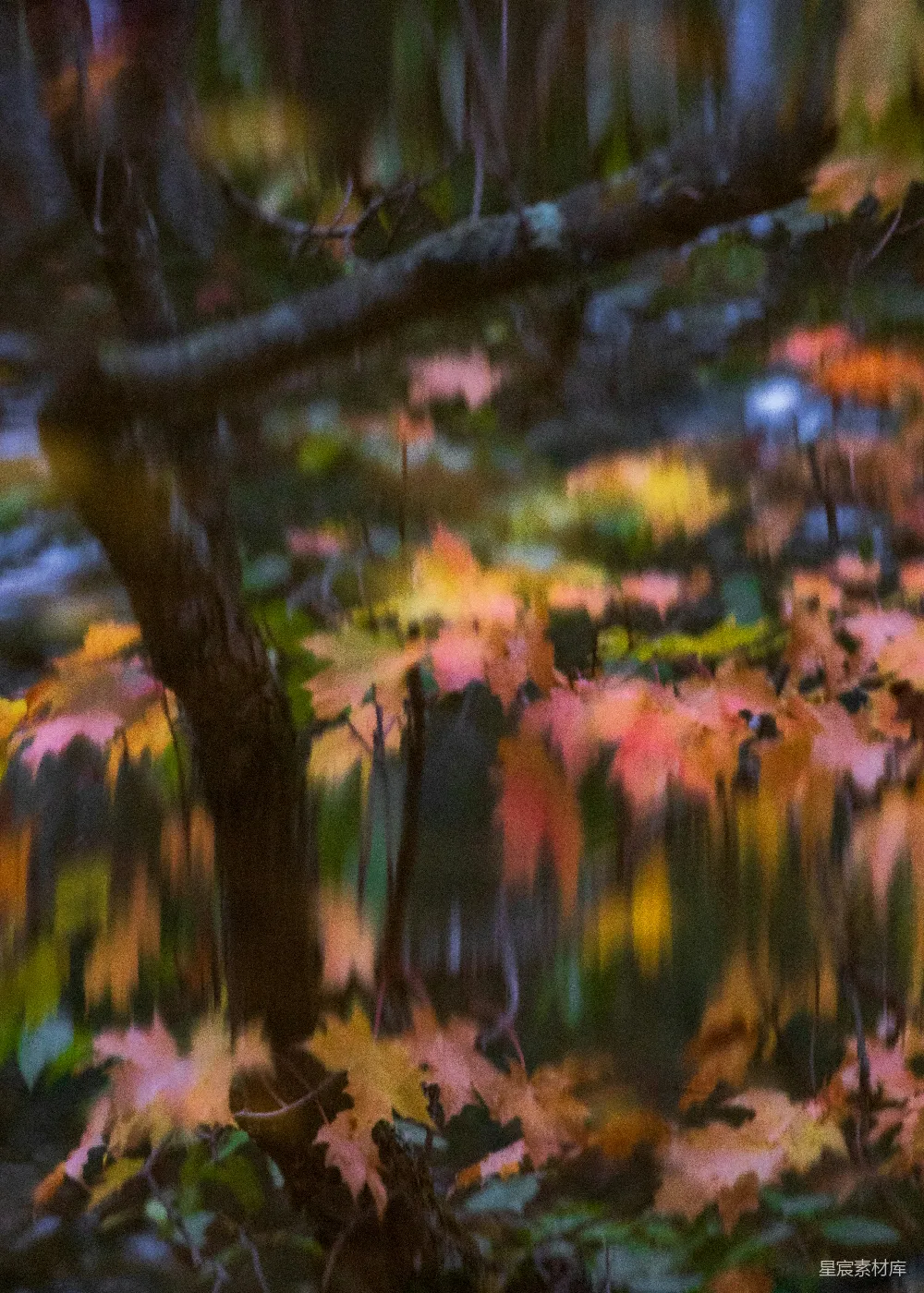 高清摄影 秋天 森林 自然 风景 艺术 秋日森林的诗意画卷
