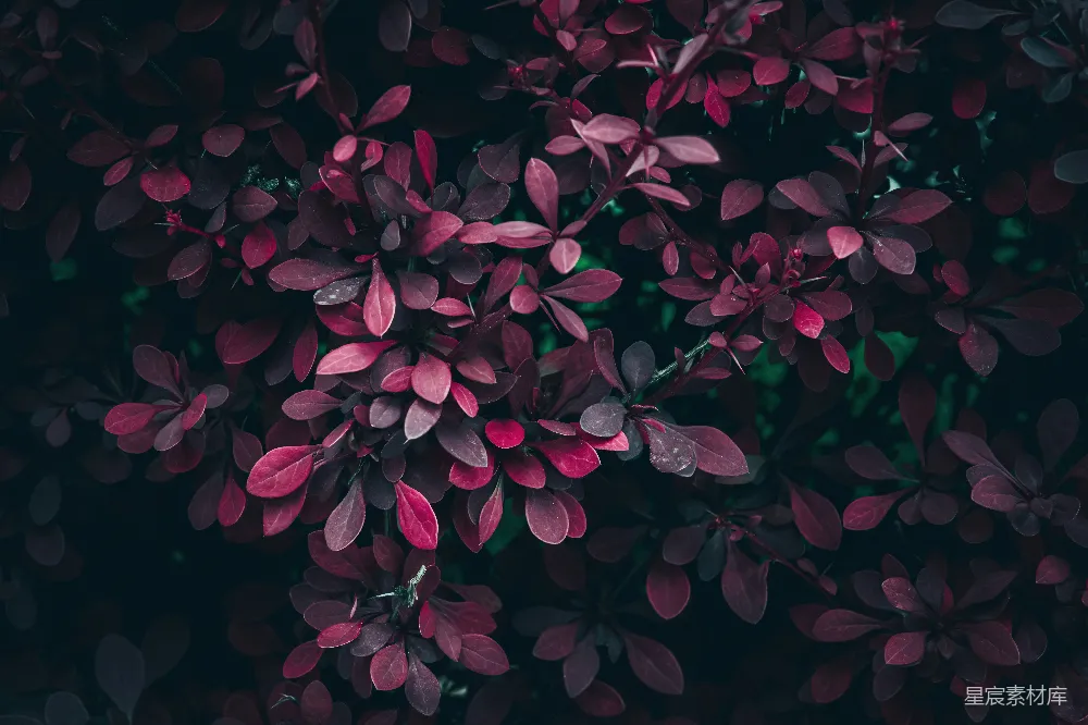 高清摄影 植物 深紫色 自然 叶子 背景 深紫色的叶子