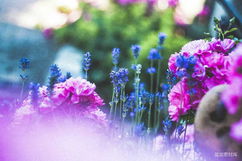 高清摄影 花园 花海 梦幻 紫色 蓝色 梦幻花园：紫色与蓝色的花海