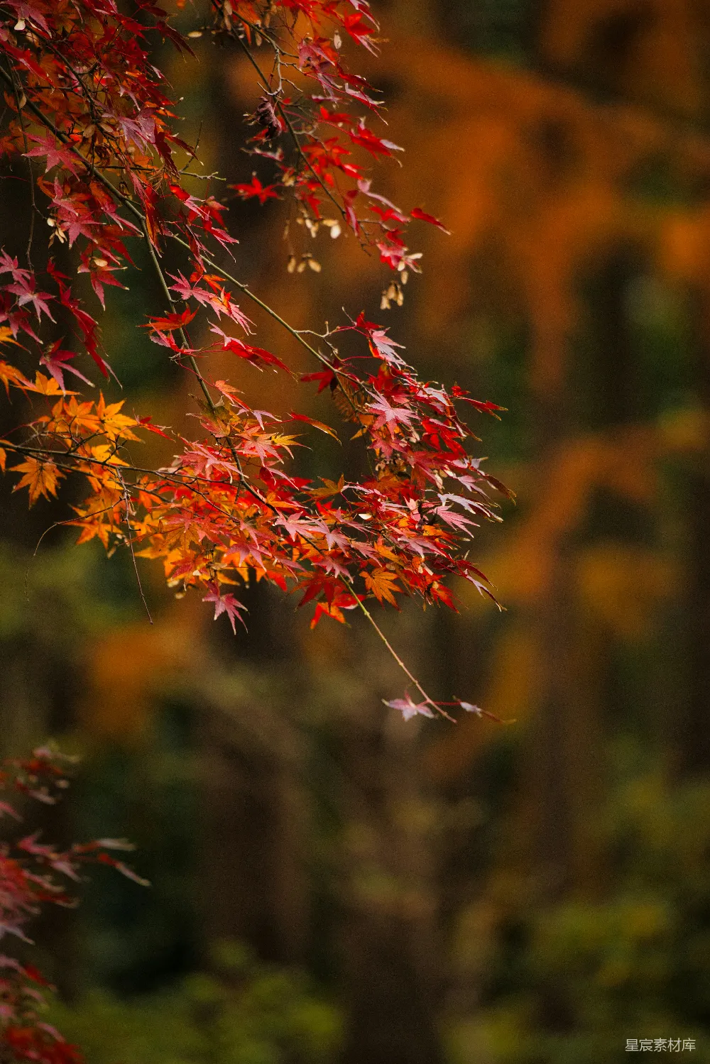高清摄影 枫叶 秋天 自然 季节 风景 秋日枫叶的温柔