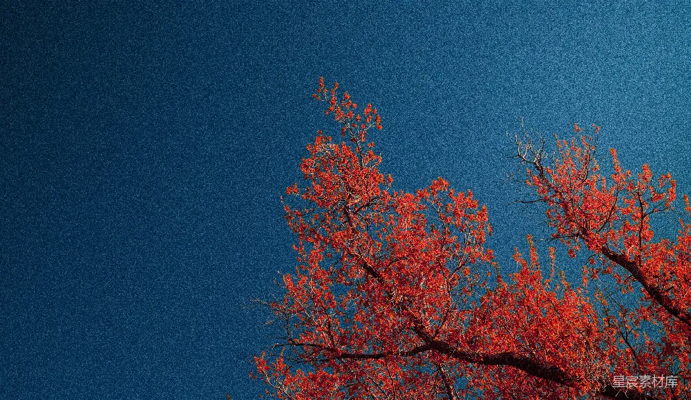 高清摄影 秋天 红叶 夜空 自然风光 宁静 秋日红叶与深蓝夜空