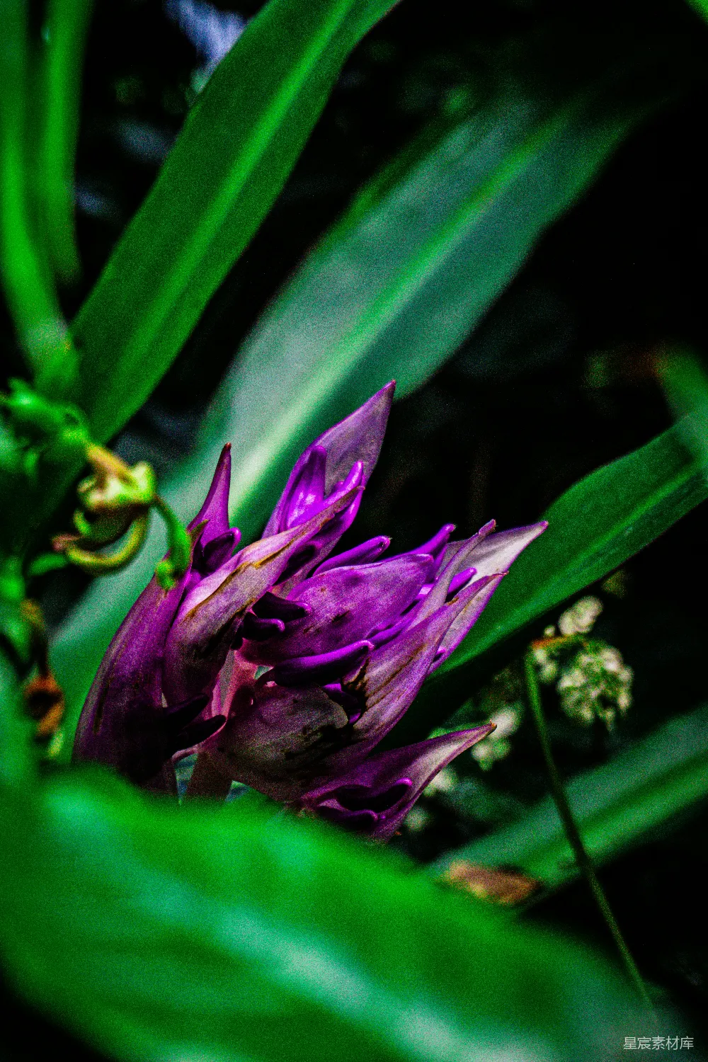 高清摄影 花蕾 紫色 自然 静谧 植物 紫色花蕾与绿叶的静谧之美