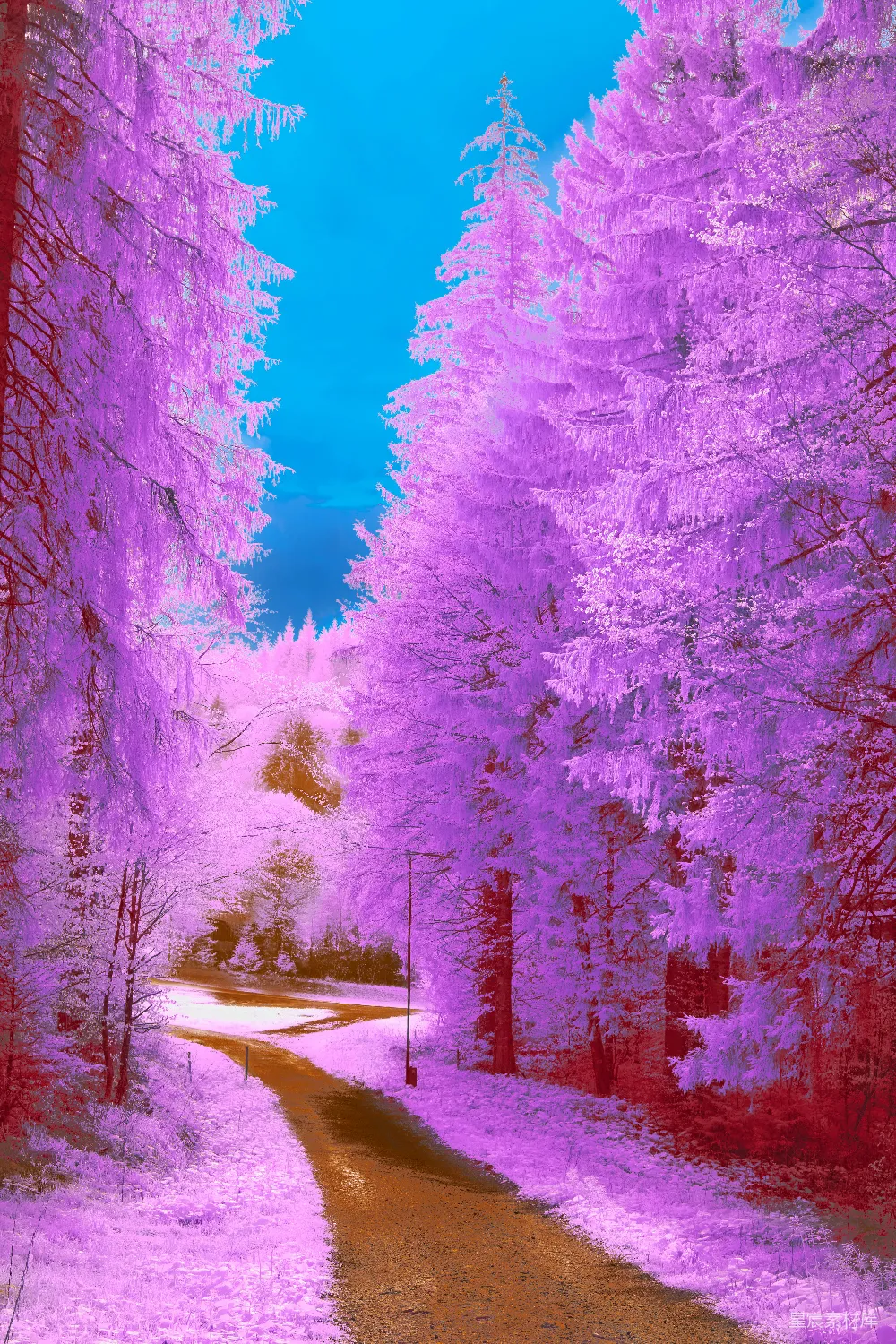 高清摄影 森林 梦幻 紫色 自然 风景 梦幻紫罗兰森林