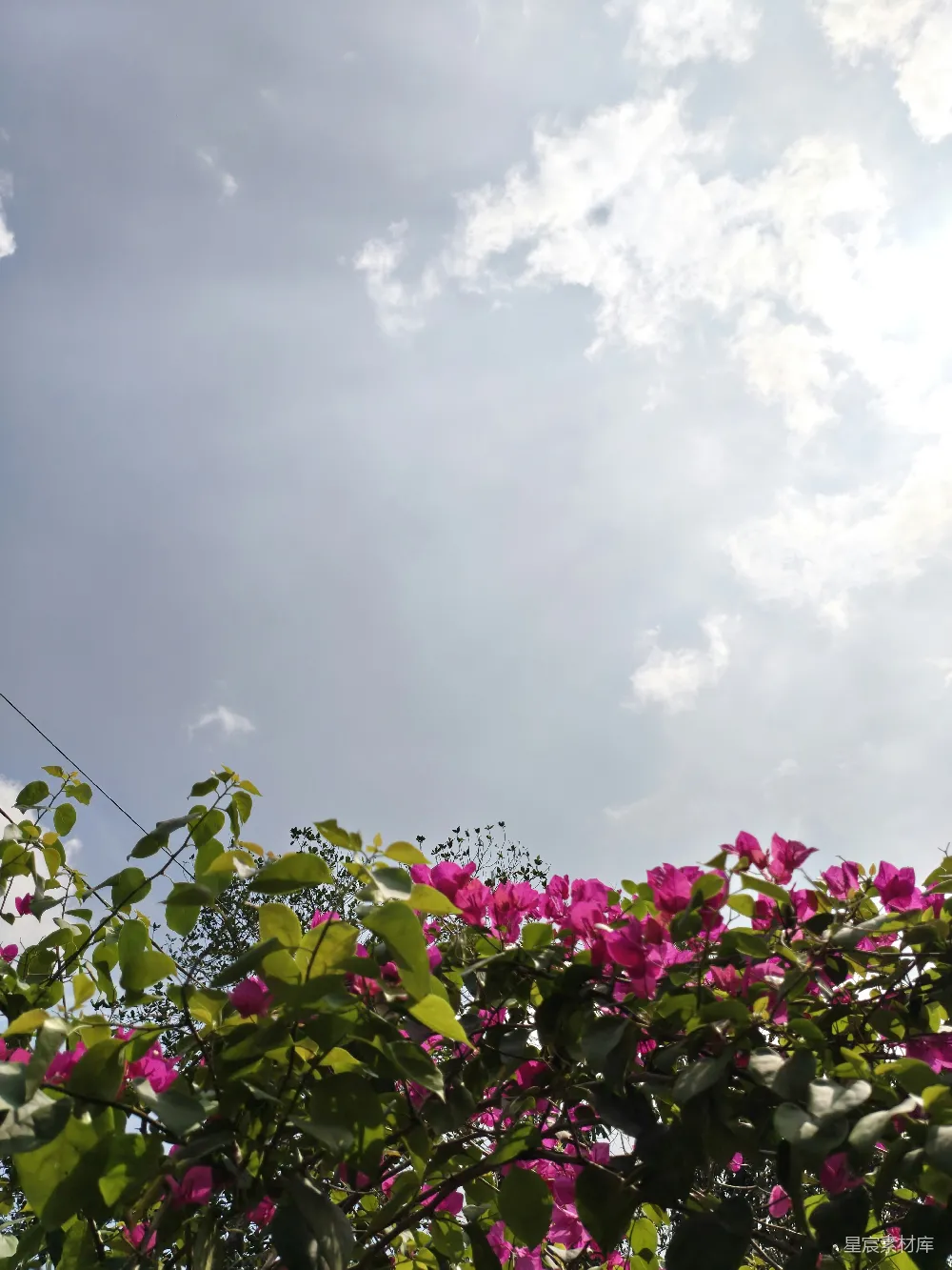 高清摄影 花朵 蓝天 自然 宁静 户外 花开蓝天下的宁静