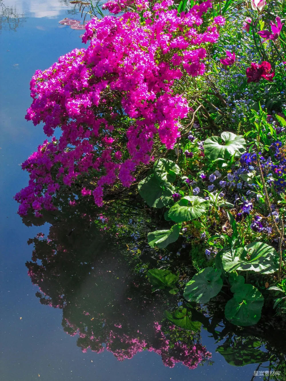 高清摄影 湖畔 紫色 花海 自然 宁静 湖畔的紫色花海