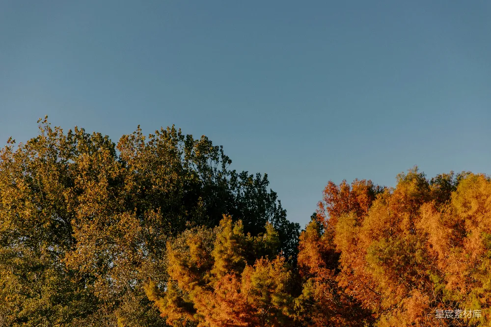 高清摄影 秋天 黄昏 自然 风景 树木 秋日黄昏的树梢