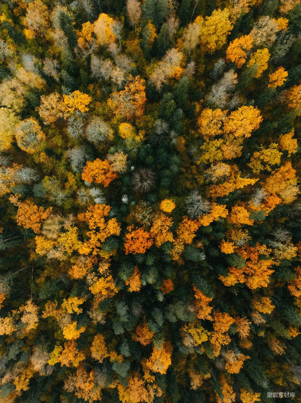 高清摄影 森林 秋季 航拍 自然 风景 秋日森林航拍