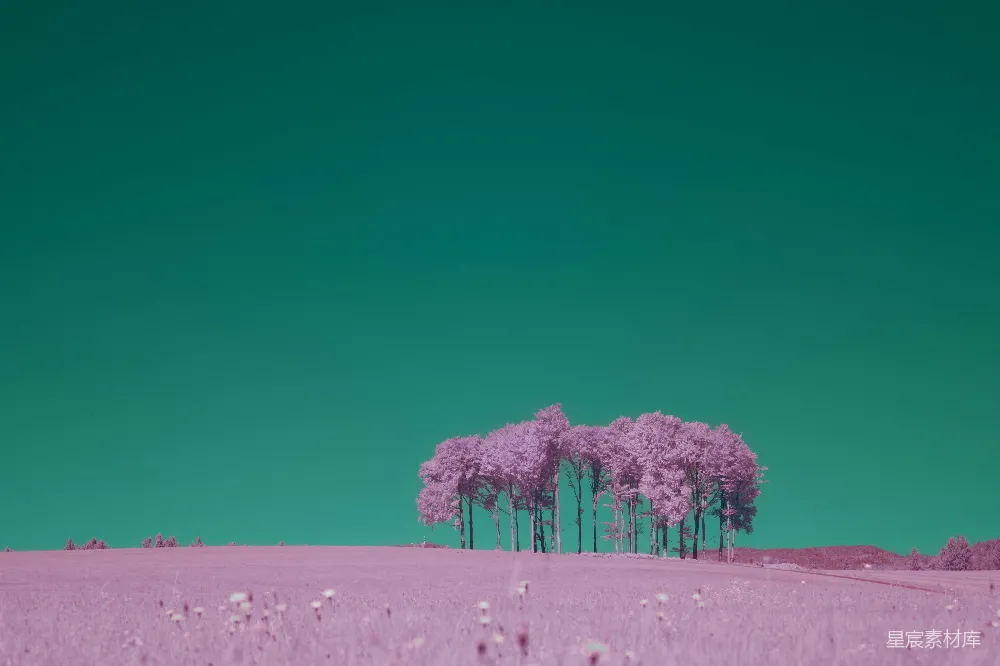 高清摄影 紫色森林 梦幻风景 自然风光 艺术摄影 户外 梦幻紫色森林