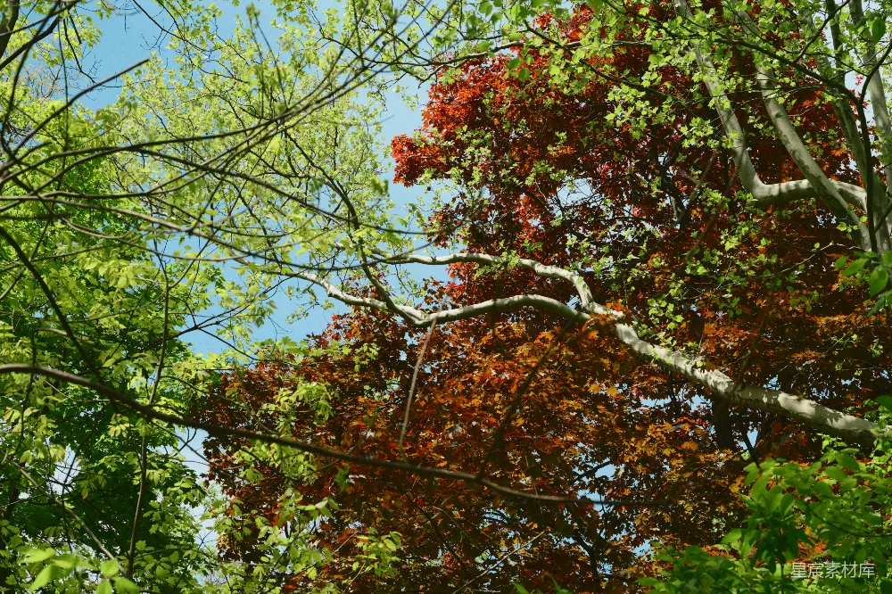 高清摄影 自然风光 秋季 树木 户外 风景 秋日树梢的色彩交响