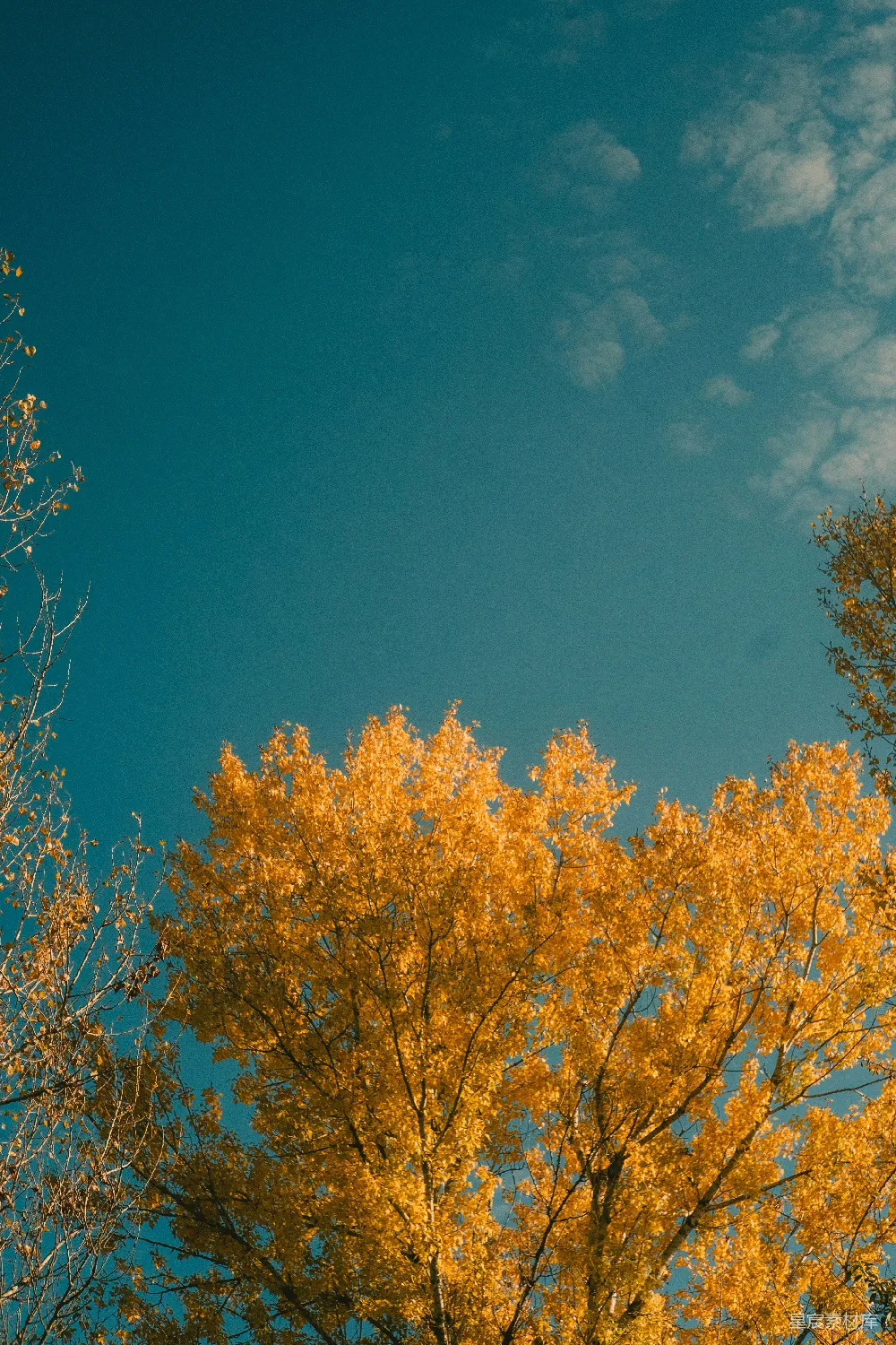 高清摄影 秋景 自然 蓝天 树木 宁静 秋日金黄的树梢与蓝天