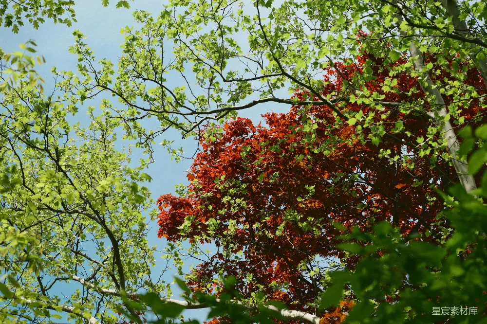 高清摄影 秋景 自然风光 树叶 色彩对比 户外 秋日红叶与绿意交织
