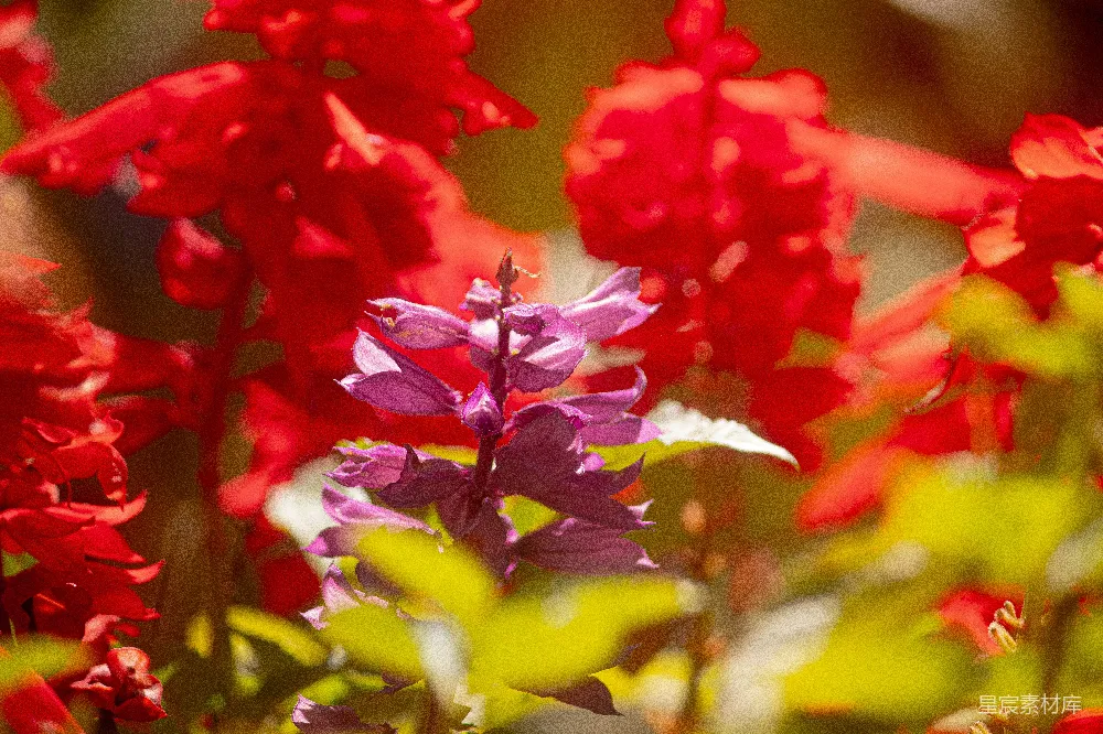 高清摄影 花朵 自然 色彩 户外 摄影 紫色与红色的花海