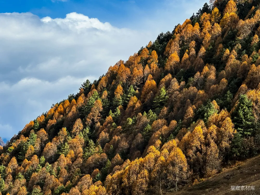 高清摄影 秋天 山林 自然风光 秋季景色 户外 秋日山林的金黄画卷