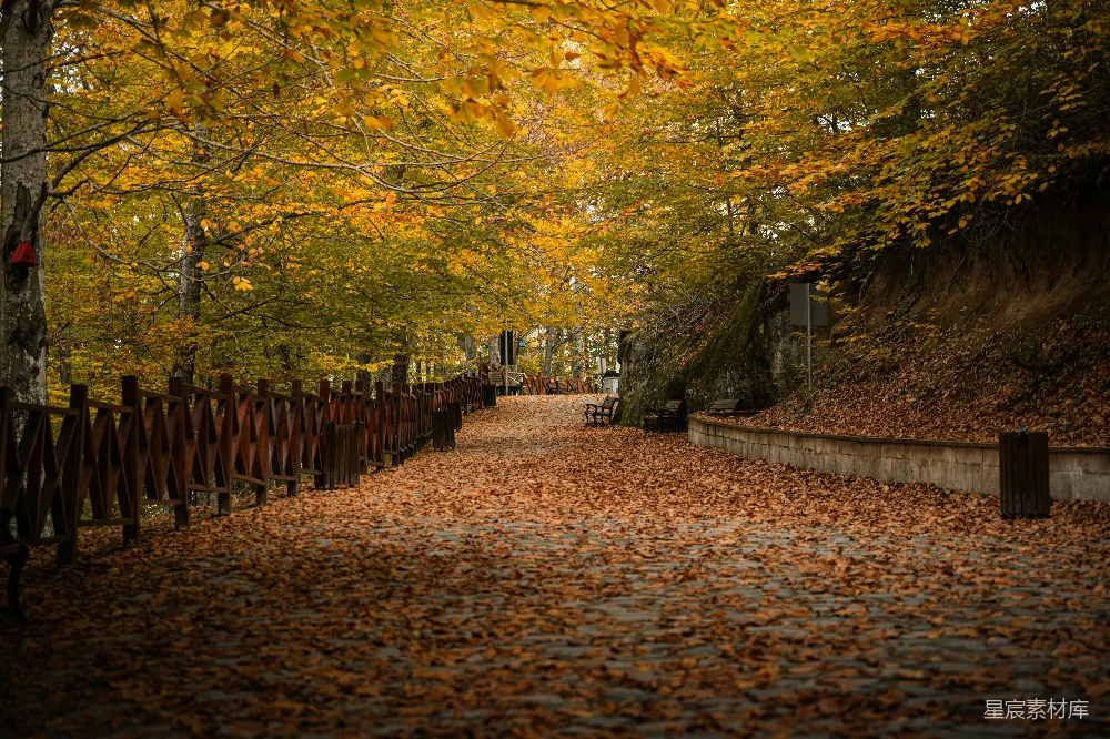 高清摄影 秋景 小路 落叶 宁静 自然 秋日小径