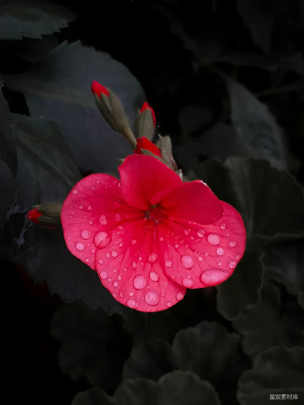 高清摄影 花 自然 雨后 鲜艳 背景 雨后红花