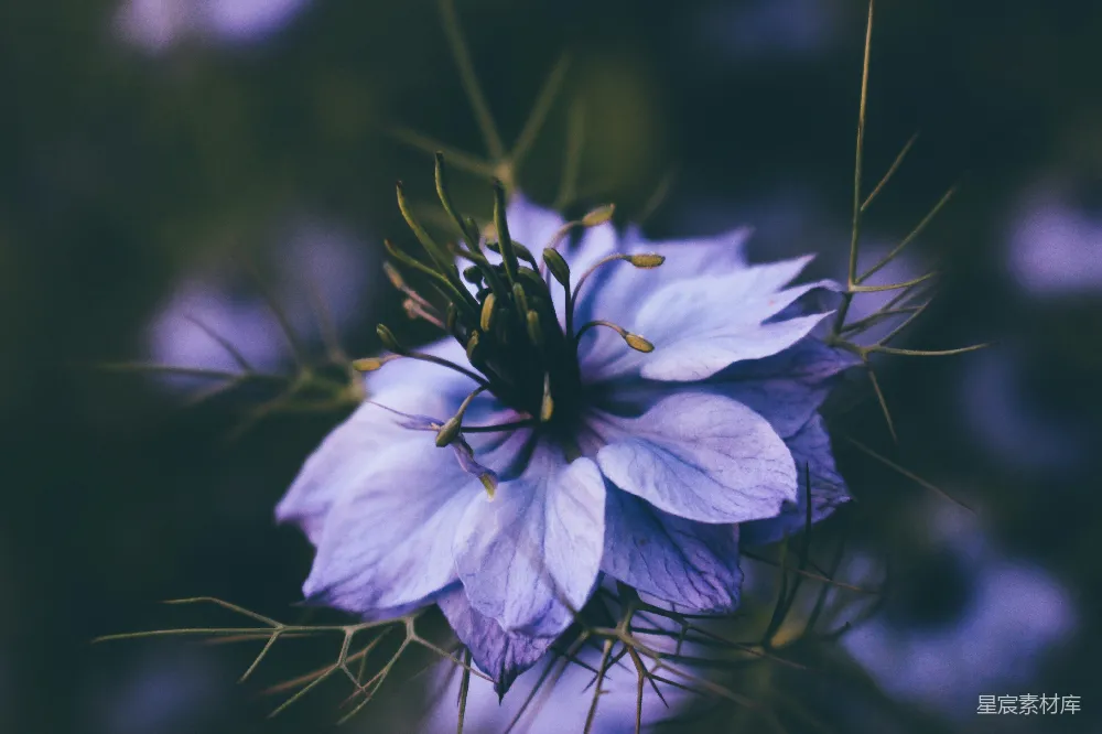 高清摄影 紫色 野花 自然 宁静 花卉 紫色野花的静谧之美