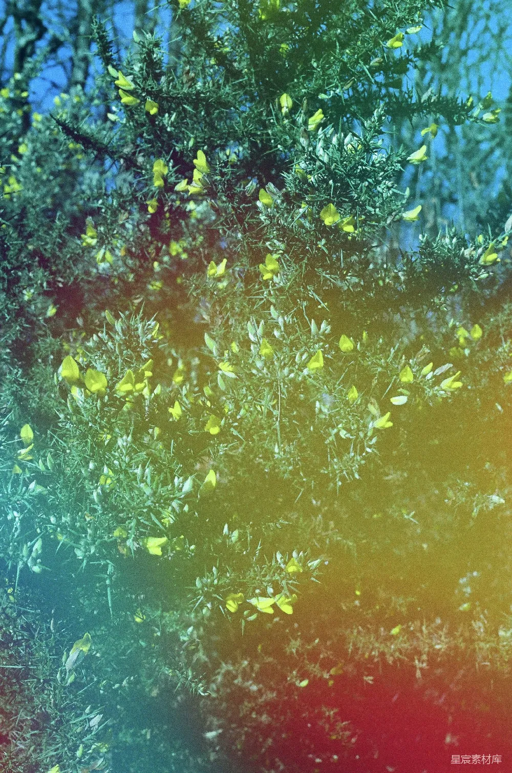 高清摄影 自然风光 春季 户外 绿植 温暖 春日绿意盎然的树景